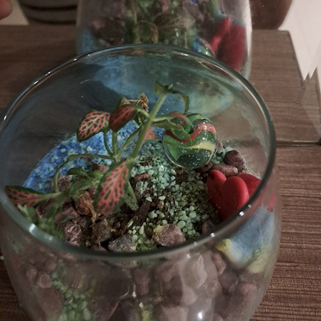 Terrarium, Hobbies & Toys, Stationery & Craft, Flowers & Bouquets on