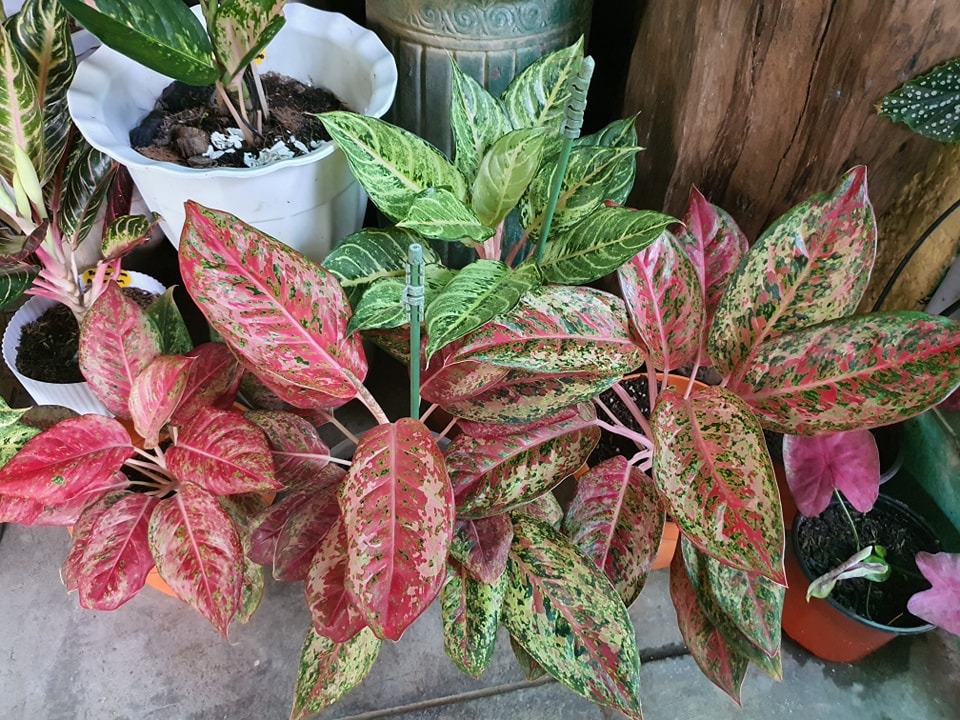 Top Rare Aglaonema 9 Karat Plant Lush, Furniture & Home Living
