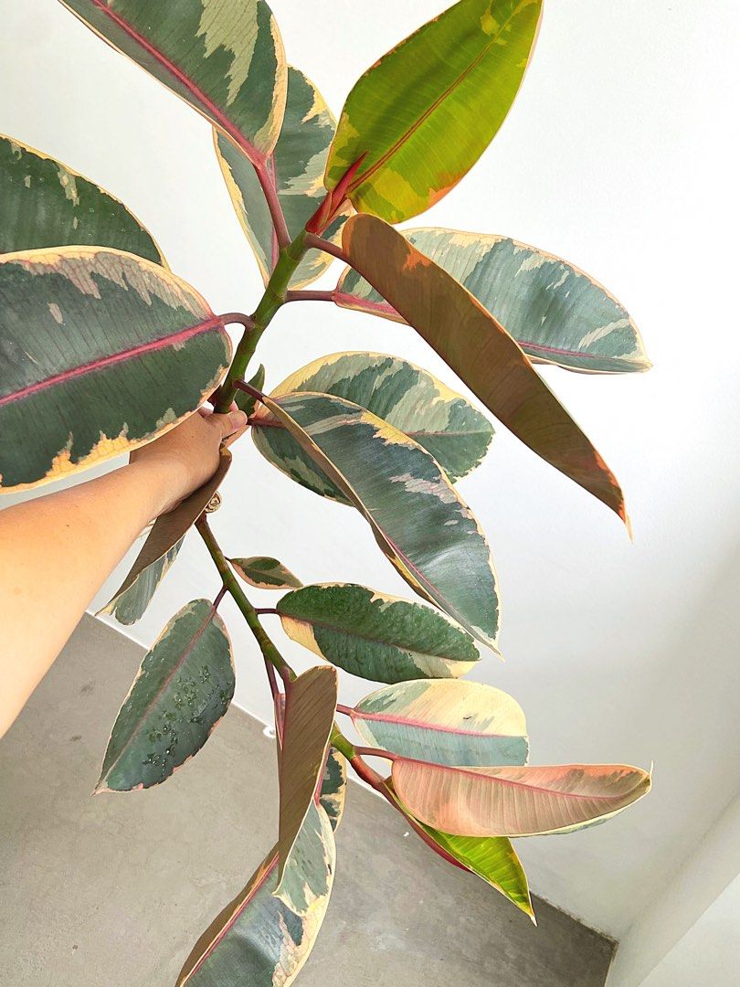 Twin branch Ficus Elastica Rubber plant Tineke Rooted cutting ** Yishun