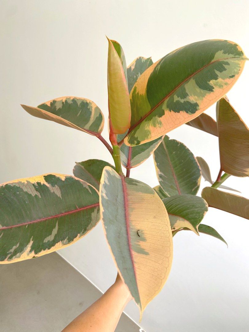 Twin branch Ficus Elastica Rubber plant Tineke Rooted cutting ** Yishun