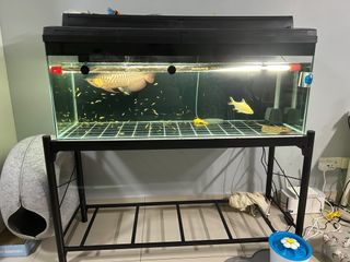 (Category: ) located in . Submitted by junior4358 (Listing ID 1209019418, Image 1). Description: .