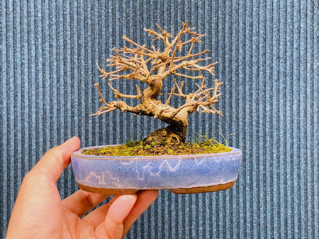 盆栽(盆景)梅吉作、石垣の湖畔に佇む木々たち 盆栽(盆景)梅吉作、石垣の湖畔に佇む木々たち