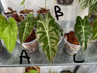 (Category: ) located in . Submitted by tinygreenhouse (Listing ID 1208912546, Image 1). Description: .