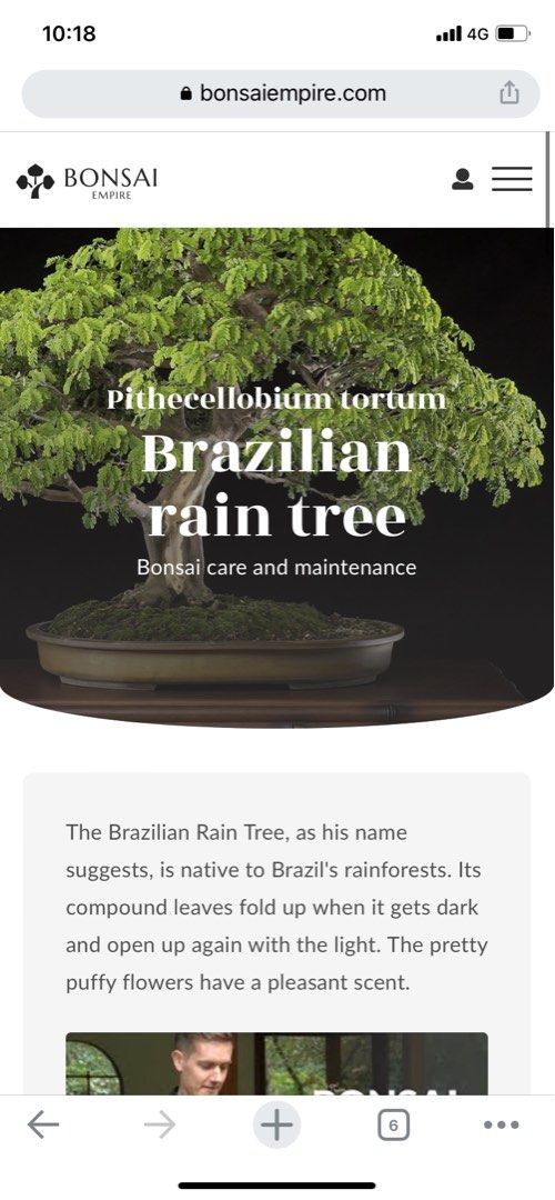 Brazilian Rain Tree Bonsai, Furniture & Home Living, Gardening, Plants ...