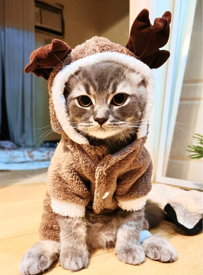 Brown Reindeer Cat Costume Pet Supplies Homes Other Pet