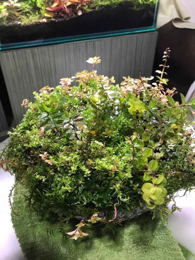 Emersed aquatic plant in a pot, Pet Supplies, Homes & Other Pet