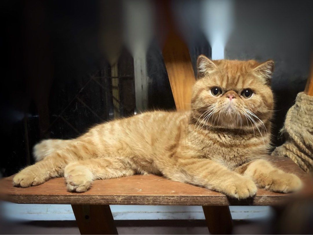 Garfield cat hot sale price