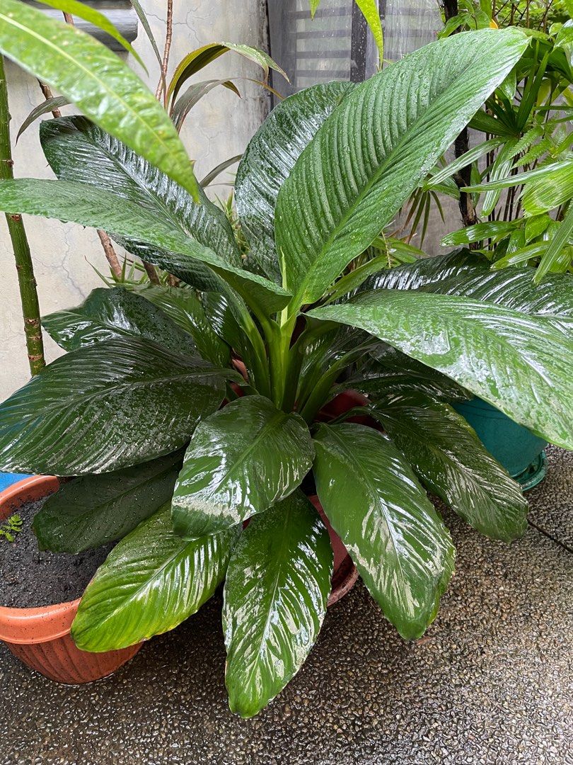 Giant Peace Lily Plant, Furniture & Home Living, Gardening, Plants