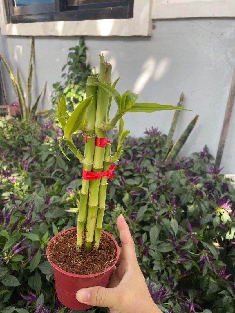 Lucky Bamboo, Furniture & Home Living, Gardening, Plants & Seeds on