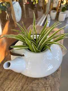 Spider plant in white kettle pot