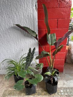 5 Assorted Plants @300 per bundle for sale
