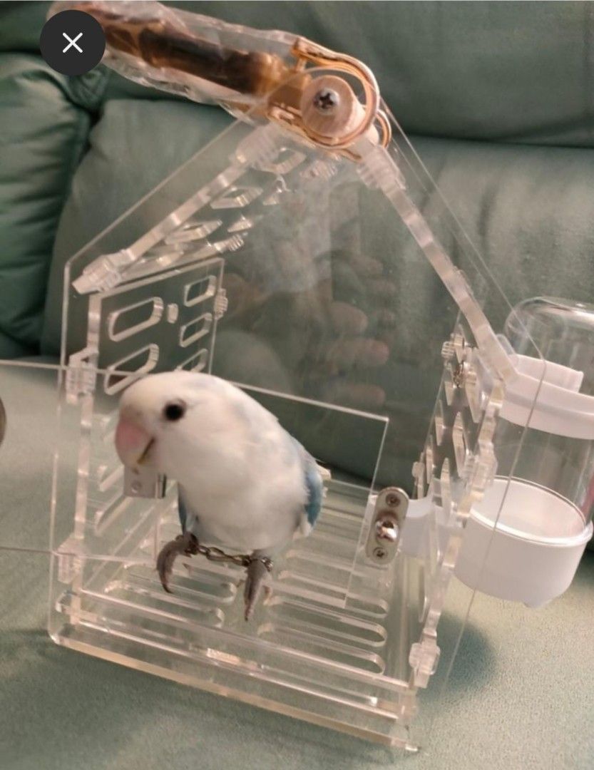 Acrylic parrot travel carrier cage top