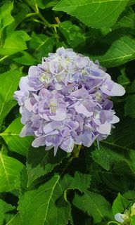 (Category: ) located in . Submitted by urban.cultivar (Listing ID 1209078931, Image 1). Description: .