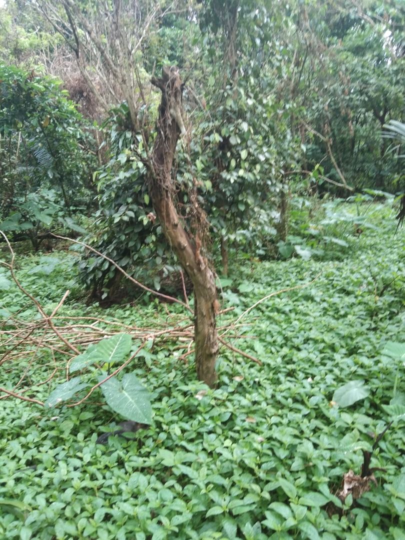 Farm lot for sale with fruits bearing, Property, For Sale, Lot on Carousell