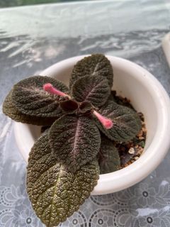 Precious Episcia mystic star 🌸 ( with a pot of mother thousand as gift 💝)