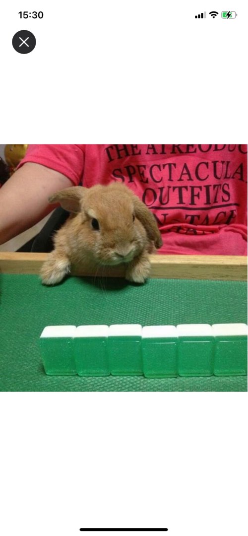 Mobile rabbit sale grooming