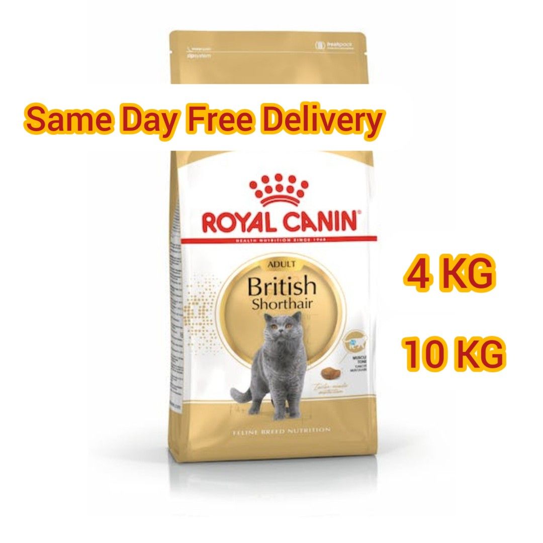 Rc 2025 british shorthair