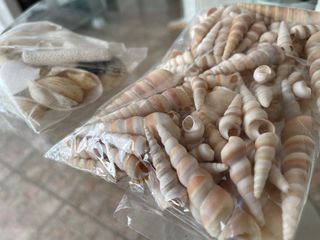 Assorted sea shells for decor