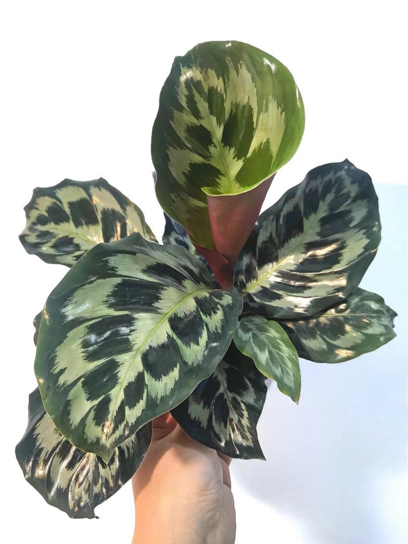 calathea helen kennedy 竹芋系列, 傢俬&家居, 園藝, 植物及種子 - Carousell