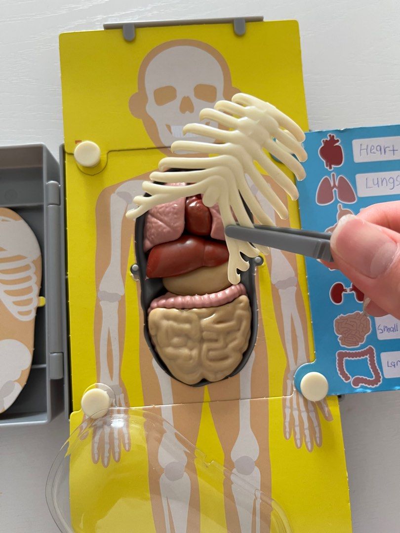 Kidz labs human torso hot sale anatomy