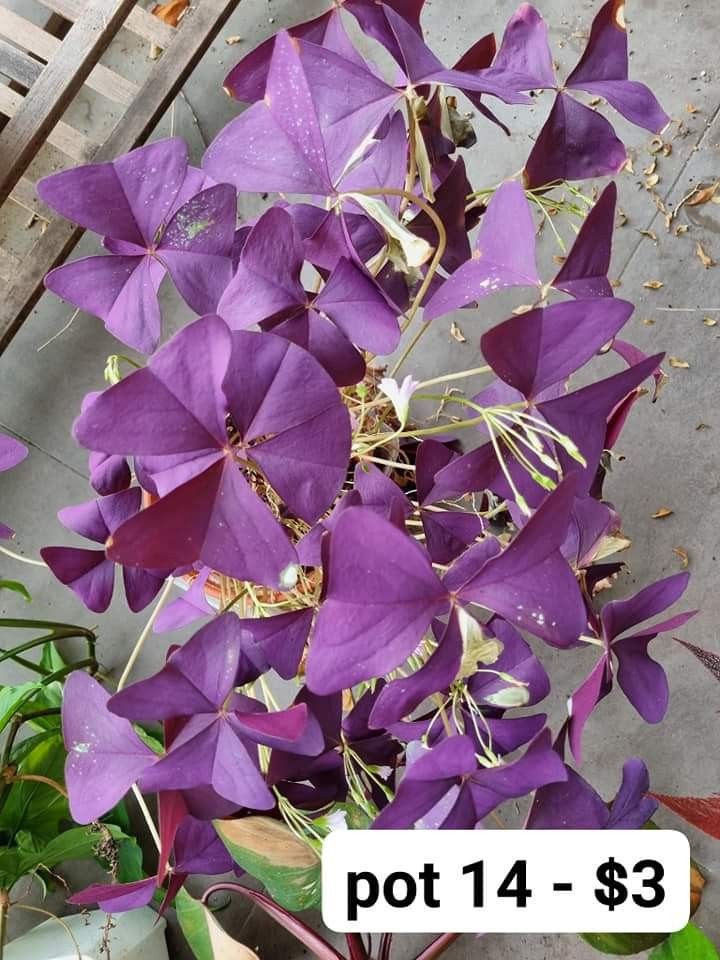 Oxalis triangularis (Category: Plants & Seeds) located in Singapore. Submitted by bamboo_s (Listing ID 1209371296, Image 1). Description: collection at 330043.
