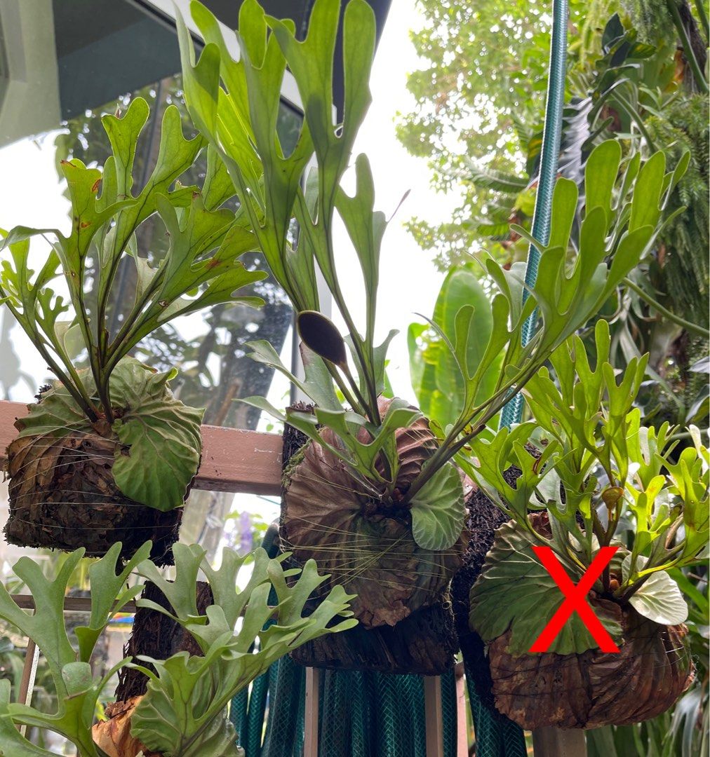 Staghorn Fern Spore Platycerium Ridleyi 3000 - 4000 Spore 1 + FREE CERTIFICATE E