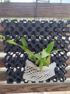 (Category: ) located in . Submitted by farmsale (Listing ID 1209270322, Image 1). Description: .