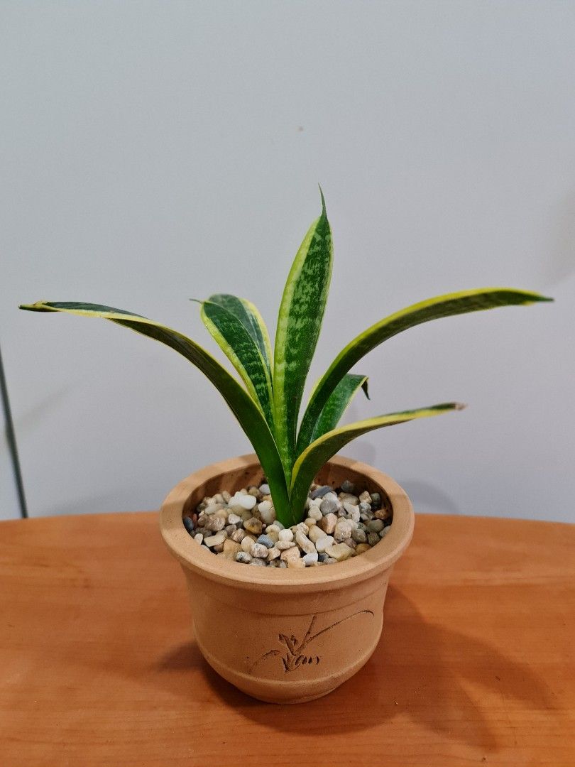 Snake plants (In Ceramic / Clay Pots), Furniture & Home Living