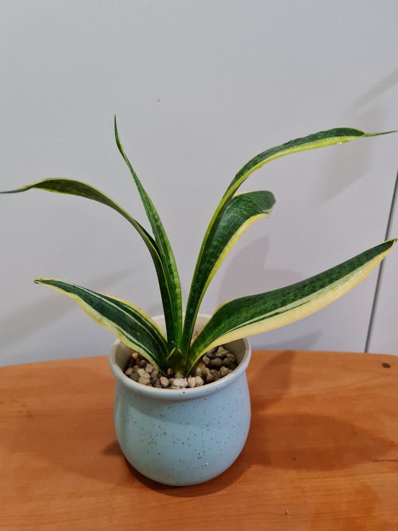 Snake plants (In Ceramic / Clay Pots), Furniture & Home Living