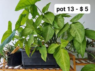 (Category: ) located in . Submitted by bamboo_s (Listing ID 1209371110, Image 1). Description: .