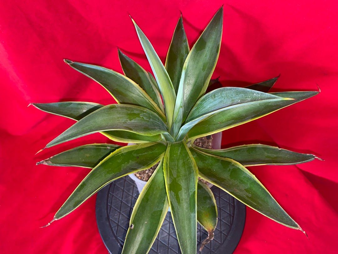 23 cm Agave Sun Glow Healthy Plant with 4 Babies, Furniture & Home