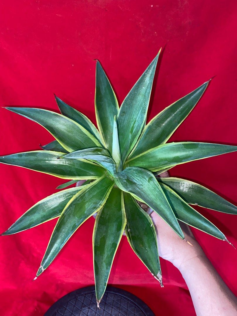 23 cm Agave Sun Glow Healthy Plant with 4 Babies, Furniture & Home