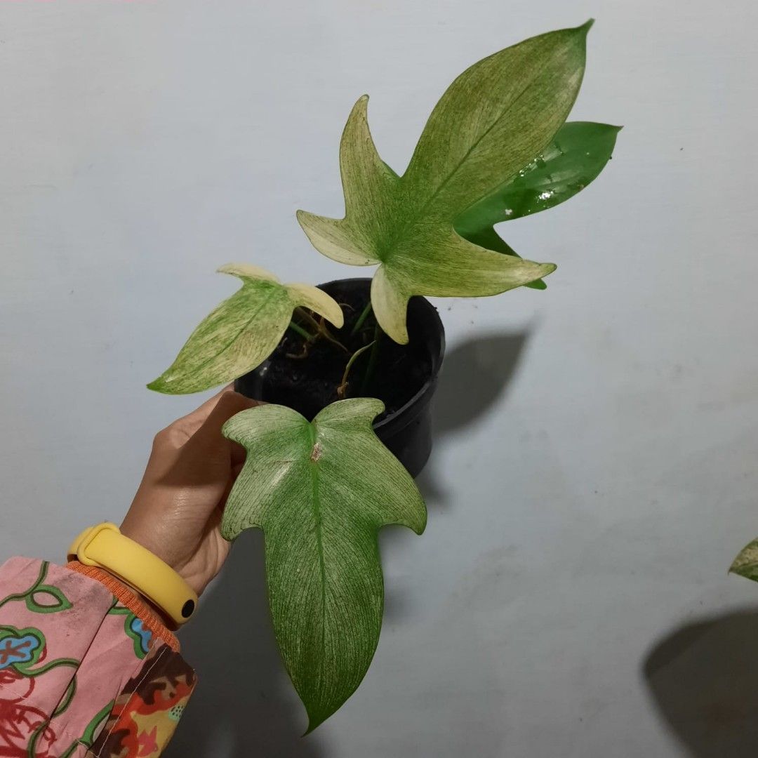 3 Plants 40 philodendron Florida Ghost Mint & Squamiferum, Furniture