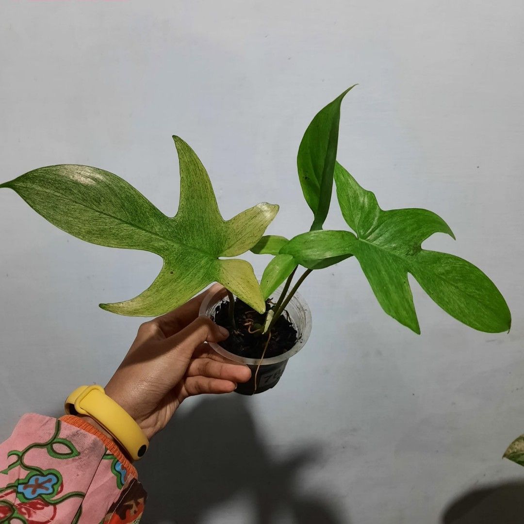 3 Plants 40 philodendron Florida Ghost Mint & Squamiferum, Furniture