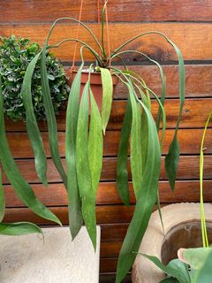 (Category: ) located in . Submitted by maaadplants (Listing ID 1209493341, Image 1). Description: .
