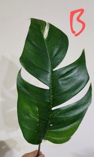 Epipremnum pinnatum variegata albo