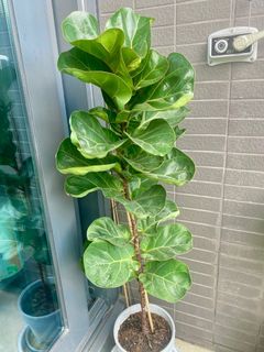 （分類：）位於 。 由 haileyx 提交（商品編號 1203619388，圖片 1）。簡介： 。