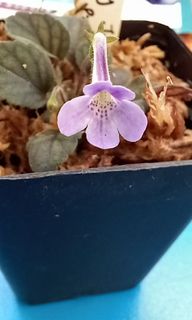 (Category: ) located in . Submitted by sgkillerplants (Listing ID 1209458283, Image 1). Description: .