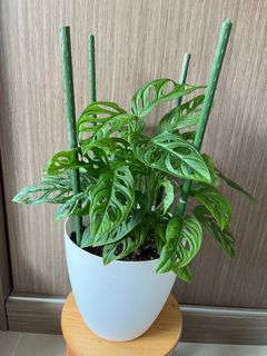 (Category: ) located in . Submitted by tingfengg (Listing ID 1209525018, Image 1). Description: .
