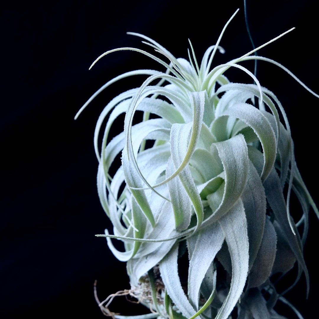 Tillandsia chapeuensis var turriformis 空氣草終極薄紗, 傢俬＆家居