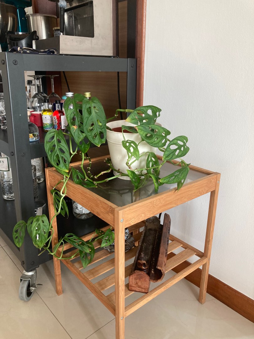 Trailing Swiss cheese plant, Furniture & Home Living, Gardening, Plants