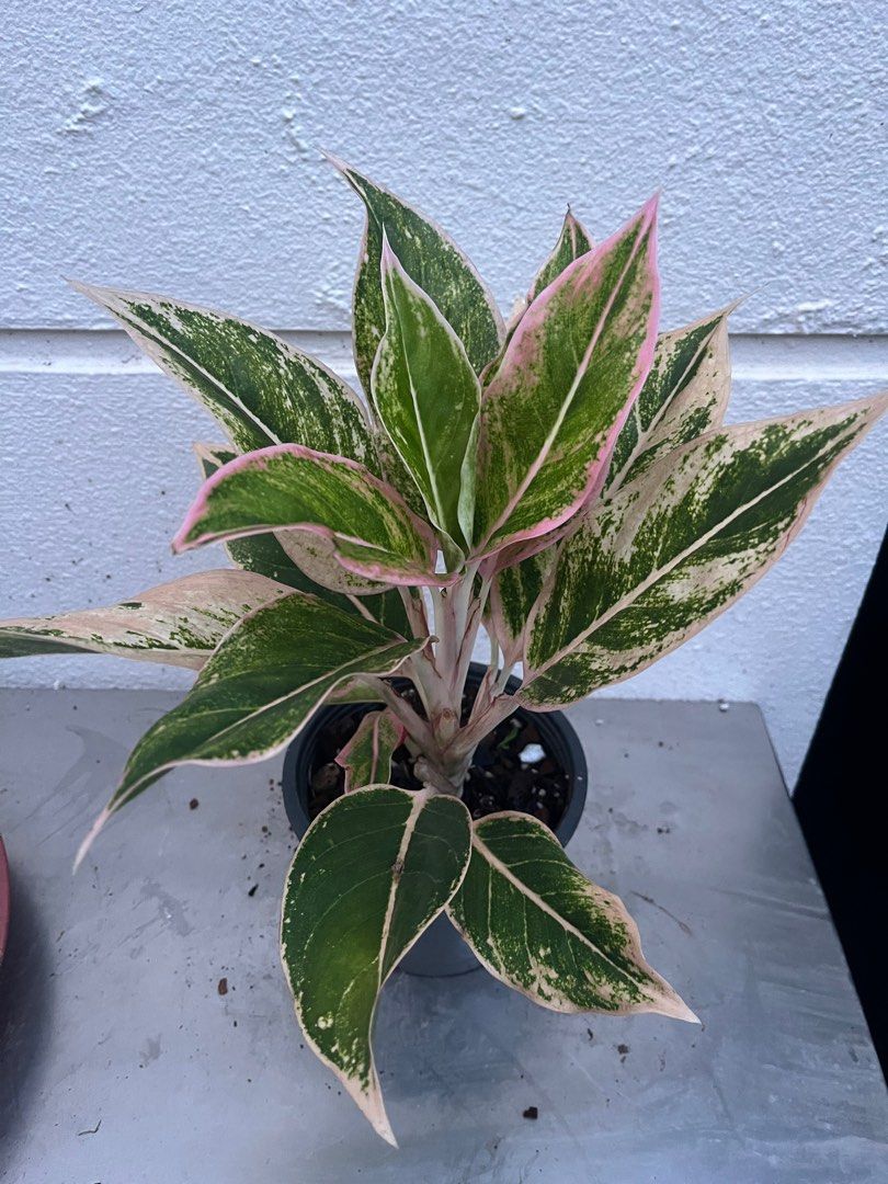 Aglaonema Siem Aurora Pink, Furniture & Home Living, Gardening, Plants