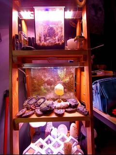 Delponting Grow Lights (Pre-Loved)