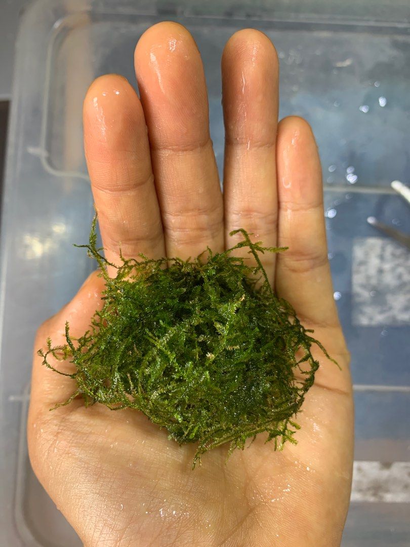 JAVA MOSS (Category: Plants & Seeds) located in Singapore. Submitted by whee27init (Listing ID 1206778415, Image 2). Description: A small ball around 4x4cm for $2 I am only selling based on what i have as excess on hand! So do understand that the quantity may differ on various days! Pick up at Kaki Bukit mrt or at Meridian Primary School (Pasir ris). Can travel down to Serangoon Mrt on weekends. Deal at my convenience only! .