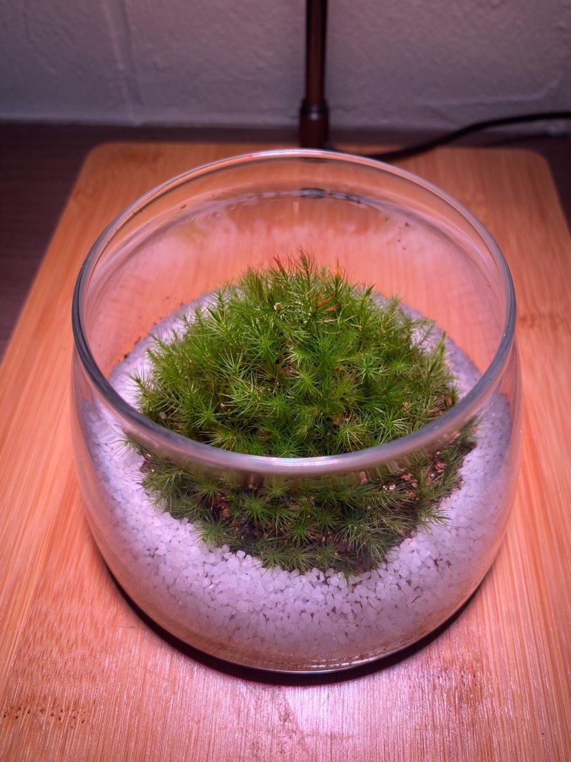 Live Moss Terrarium, Furniture & Home Living, Gardening, Plants & Seeds