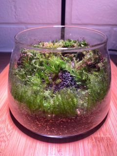 (Category: ) located in . Submitted by jojococonana (Listing ID 1209670720, Image 1). Description: .