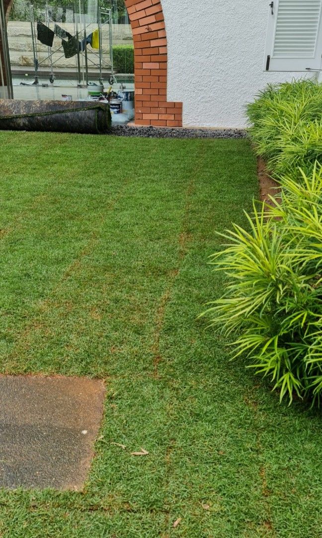 Natural carpet grass., Furniture & Home Living, Gardening, Plants