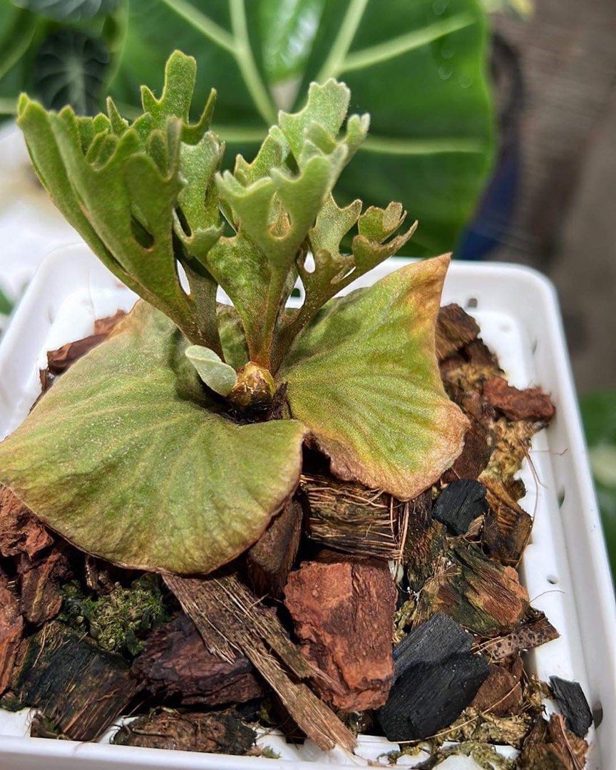 【国産好評】Platycerium ridleyi dwarf compact (TC)　リドレイ　ドワーフ　ビカクシダ　コウモリラン ビカクシダ、コウモリラン