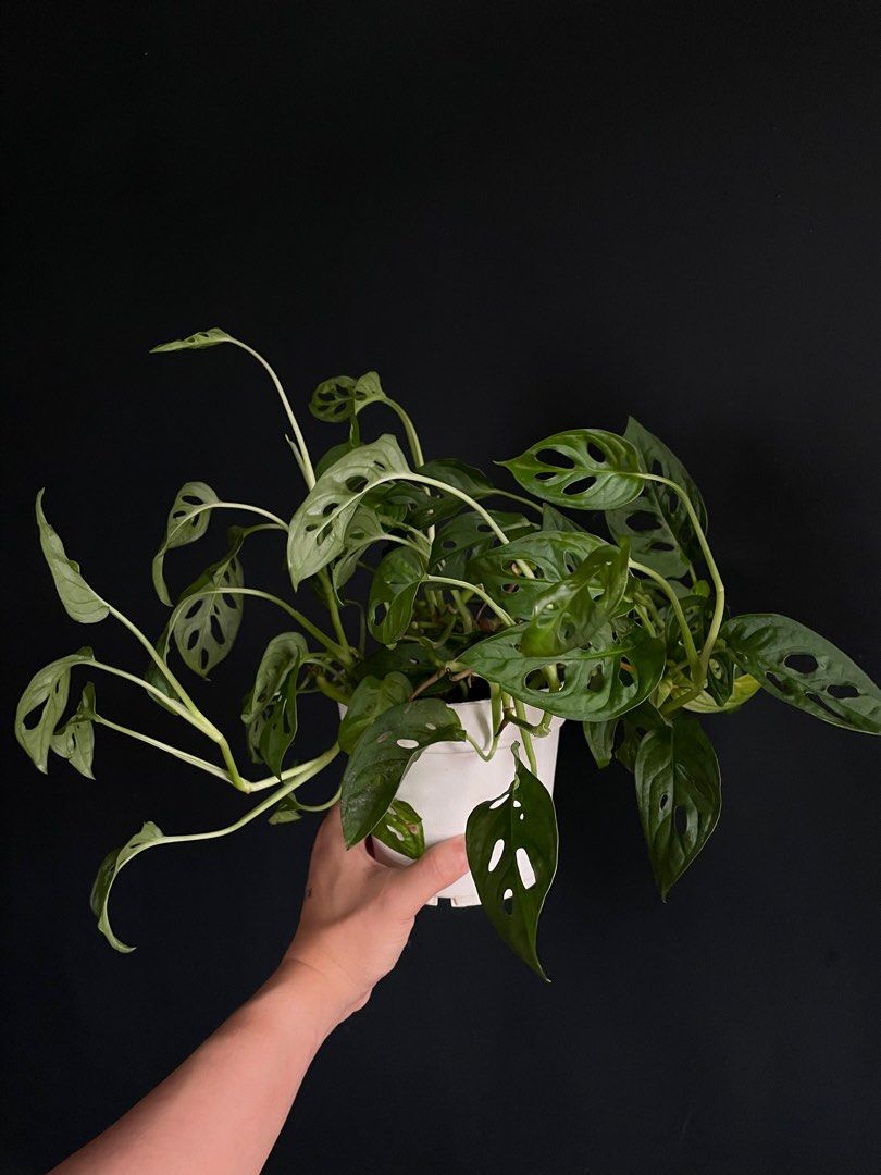 Thriving Monstera Adansonii (Category: Plants & Seeds) located in Quezon City. Submitted by carlosthethird (Listing ID 1209686494, Image 1). Description: product of propagation.