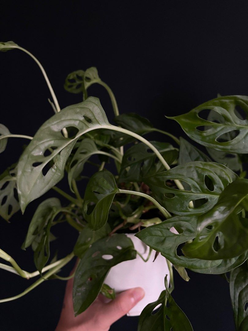 Thriving Monstera Adansonii (Category: Plants & Seeds) located in Quezon City. Submitted by carlosthethird (Listing ID 1209686494, Image 3). Description: product of propagation.